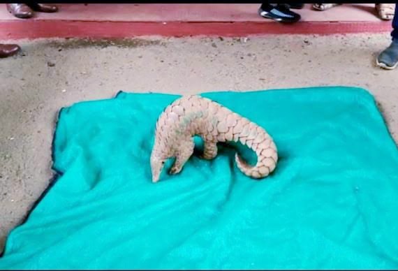 Forest officials rescue pangolin in Falakata