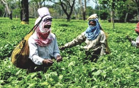 Illegal tea cultivation on government land destroyed on orders of High Court in Siliguri