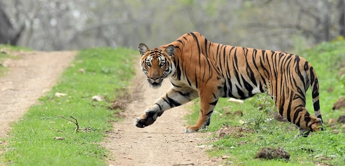 In Orang National Park, a tiger kills a forest guard