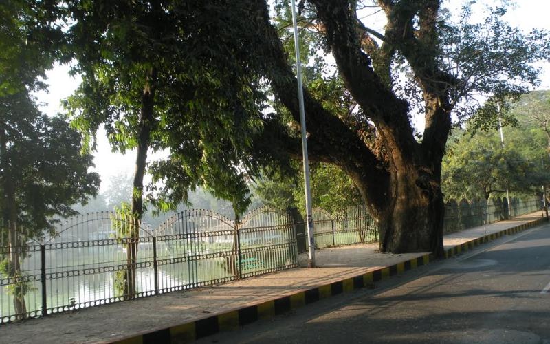 Assam: Cutting down of trees in Dighalipukhuri can effect city’s echo system, protest emerges