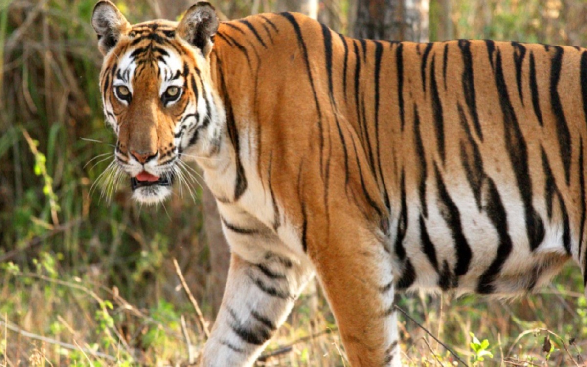 From 2011 to 2019 Manas National Park tiger population has increased manifold