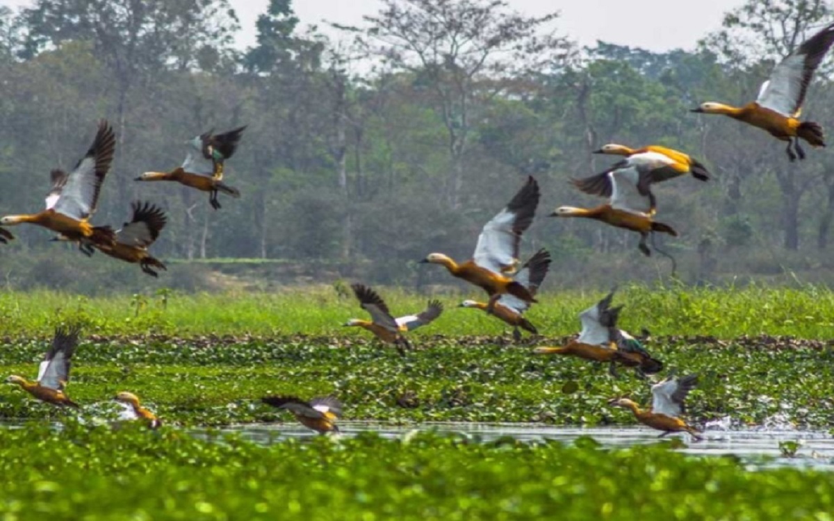 The tranquil Mont Pond of Jamugurihat comes alive with the calls of migratory birds