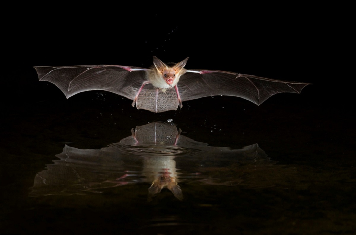 Assam marks Bat Appreciation Day, urges protection of ‘misunderstood’ species
