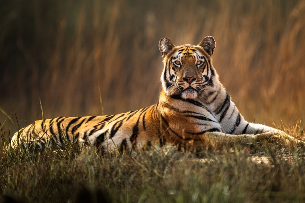 Kaziranga team arrests fugitive in tiger trafficking case, probe continues